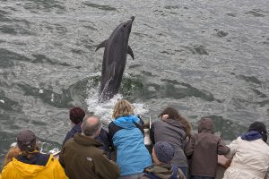Bottlenose Dolphin, Shannon Estuary, County Clare, Ireland