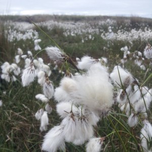 Bog cotton
