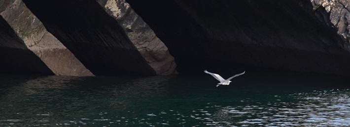 Ireland tourism birds