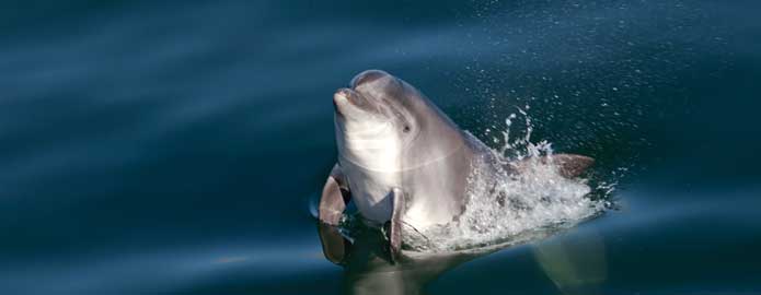 Dolphin Watching at Loop Head