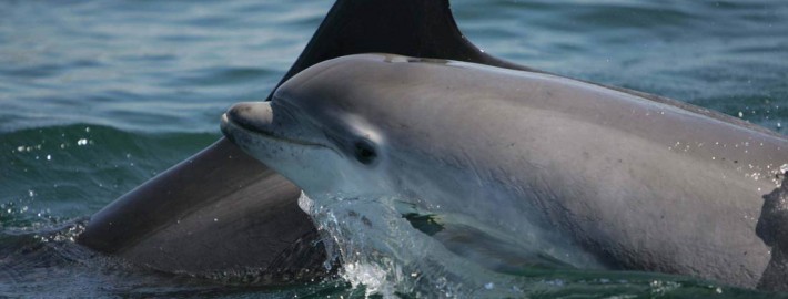 Ireland vacation packages