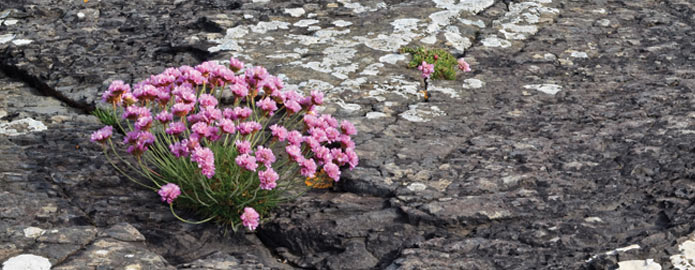 Fauna at The cliffs of Moher
